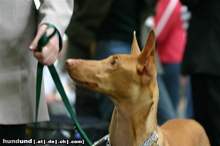 Pharaonenhund Mein Pharaoh als Besucher auf der IHA in Salzburg Mai 2004