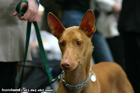 Pharaonenhund Mein Pharaoh als Besucher auf der IHA in Salzburg Mai 2004