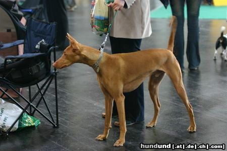 Pharaonenhund Mein Pharaoh als Besucher auf der IHA in Salzburg Mai 2004