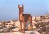 Pharaonenhund Hund