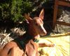 Pharaonenhund Foto: rieda (ID 14702) Pharaonenhund Hund