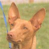 Pharaonenhund, Pharaoh Hound, Kelb-tal Fenek (Kaninchenhund)