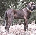 Plott Hound