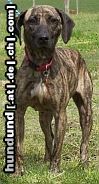 Plott Hound Plotthound