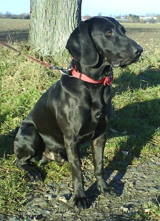 Plott Hound Unser Plott Hound Max beim Wasserspiel