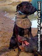 Plott Hound Hunde Foto 45235 Plott Hound Plotthound Poltthounds Poltt Hounds Plotts Plothound