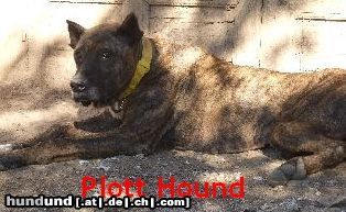 Plott Hound Plotthound Poltthounds Poltt Hounds Plotts Plothound