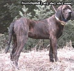 Plott Hound Plotthound Poltthounds Poltt Hounds Plotts Plothound
