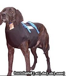 Plott Hound Hunde Foto 45186 Plott Hound