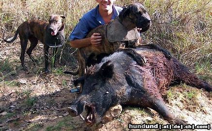 Plott Hound Plotthound