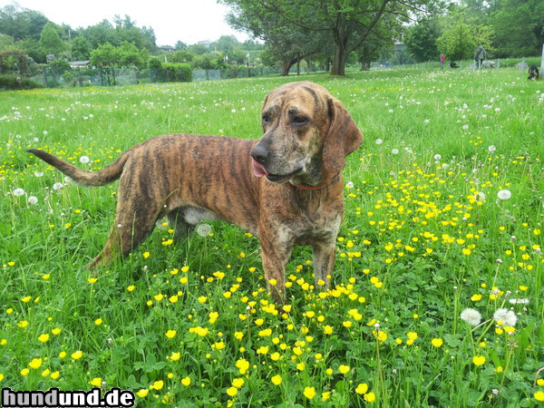 Plott Hound Tyson auf der Frühlingswiese