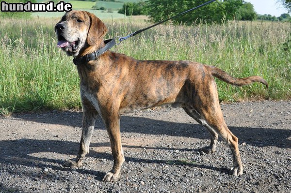 Plott Hound Plott Hound von der Seite