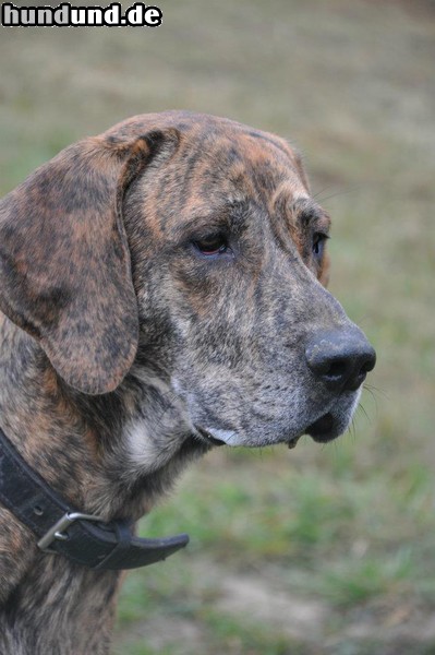 Plott Hound Albin vom Königsberg genannt Tyson  