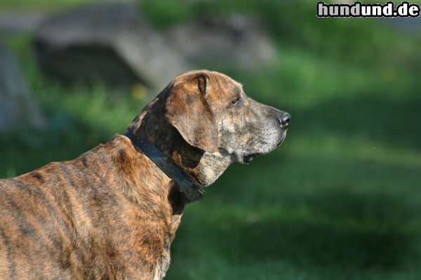 Plott Hound Tyson unser Bester 