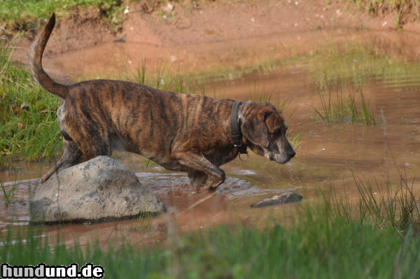 Plott Hound Portrait von albin vom Königsberg genannt 