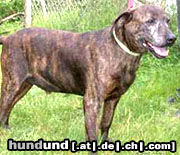 Plott Hound Plotthound