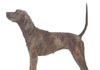 Plott Hound Hund