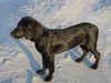 Plott Hound Hund