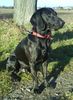 Plott Hound Foto: Unser Plott Hound Max beim Wasserspiel (ID 42674) Plott Hound Hund