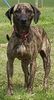 Plott Hound Hund