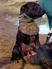 Plott Hound Foto: Plotthound Poltthounds Poltt Hounds Plotts Plothound (ID 45235) Plott Hound Hund