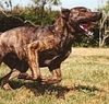 Plott Hound Hund