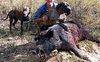 Plott Hound Foto: Plotthound Poltthounds Poltt Hounds Plotts Plothound (ID 45228) Plott Hound Hund