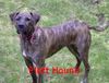 Plott Hound Hund