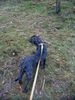 Plott Hound Foto: Plott bei der Arbeit (ID 8857) Plott Hound Hund