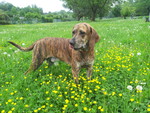 Plott Hound Hund