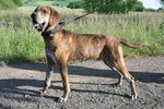 Plott Hound Hund