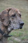 Plott Hound Hund