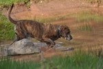 Plott Hound Hund