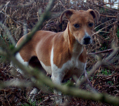 Plummer-Terrier Jan Smith