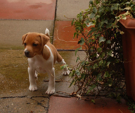 Plummer-Terrier Hunde Foto 38951 Plummer-Terrier Jan Smith