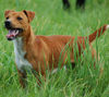 Plummer-Terrier Hund