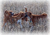 Plummer-Terrier Hund