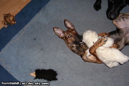 Podenco Canario Hunde Foto 22833 in höherer Auflösung ansehen Podenco Canario