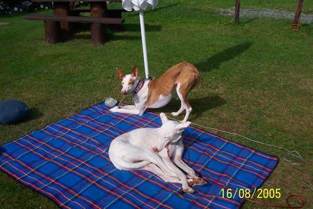 Podenco Canario Hier unsere beiden Racker Blanco und Simon