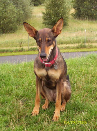 Podenco Canario Lüdya im regen