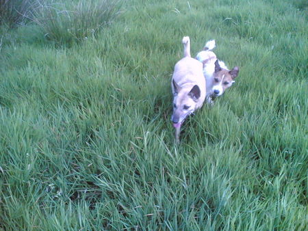 Podenco Canario Hunde Foto 42528 Podenco Canario Spielen hält jung, auch wenn Hund schon 12 ist