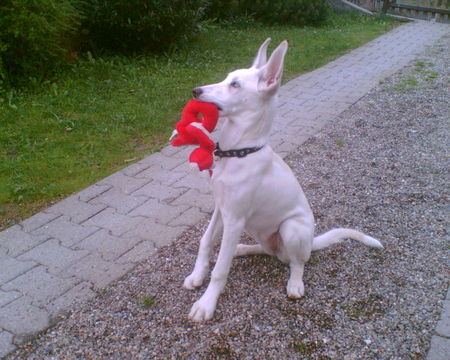 Podenco Canario Hunde Foto 31541 in höherer Auflösung ansehen Podenco Canario