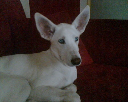 Podenco Canario Hunde Foto 31540 in höherer Auflösung ansehen Podenco Canario Blondy mit blauen Augen