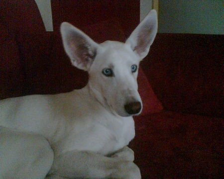 Podenco Canario Blondy mit blauen Augen