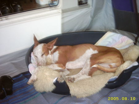 Podenco Canario Hunde Foto 29797 Podenco Canario Bruto aus Tierschutz Lanzarote, 5 Jahre alt