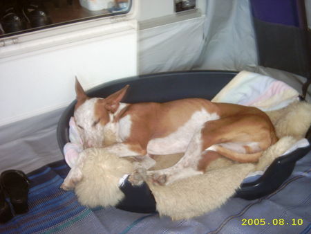 Podenco Canario Bruto aus Tierschutz Lanzarote, 5 Jahre alt