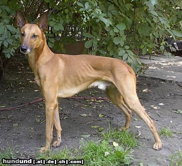 Podenco Canario Hunde Foto 6291 Podenco Canario Podenco Canario, Male D.O.B. 1.9.1999, From Spain imported to Czech rep.