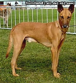 Podenco Canario Hunde Foto 6293 Podenco Canario ANUBIS - ist schön, Podenco Canario, Male D.O.B. 1.9.1999, From Spain imported to Czech rep., Owner: Kazmercik D + L