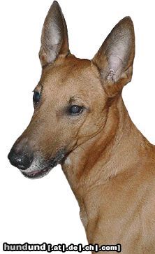 Podenco Canario Hunde Foto 6292 Podenco Canario ANUBIS, Podenco Canario, Male D.O.B. 1.9.1999, From Spain imported to Czech rep.