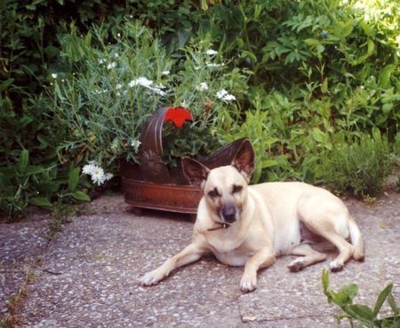 Podenco Canario Chérie, wohl ein Podenko-Mix